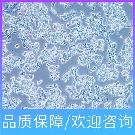 上海HFF-1人包皮成纤维细胞细胞系公司