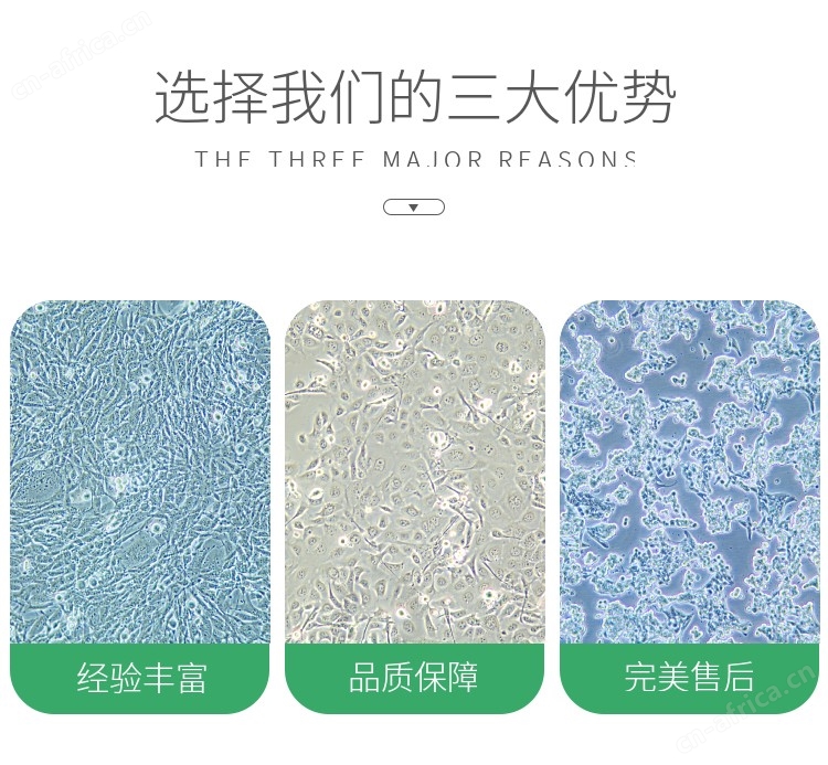 HFF-1人包皮成纤维细胞细胞系